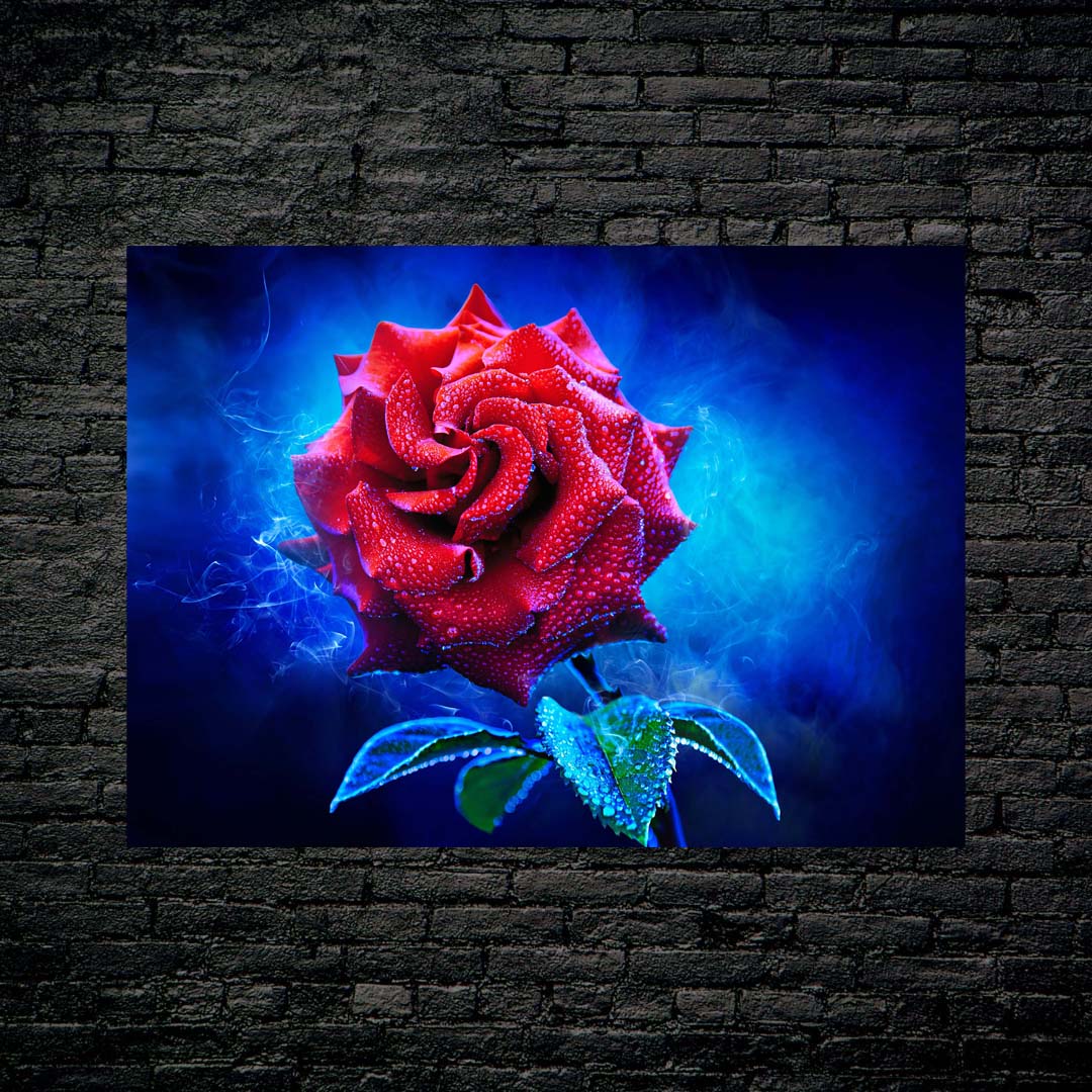 Red rose-designed by @DynCreative